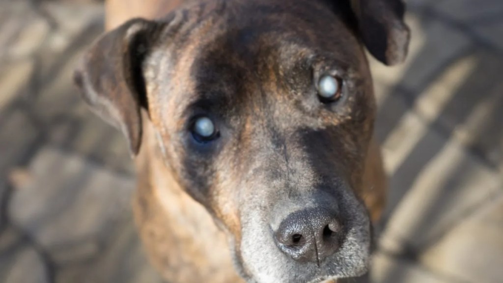 A blind Pit Bull looking into the camera, like the blind Pit Bull in Chicago in need of a home