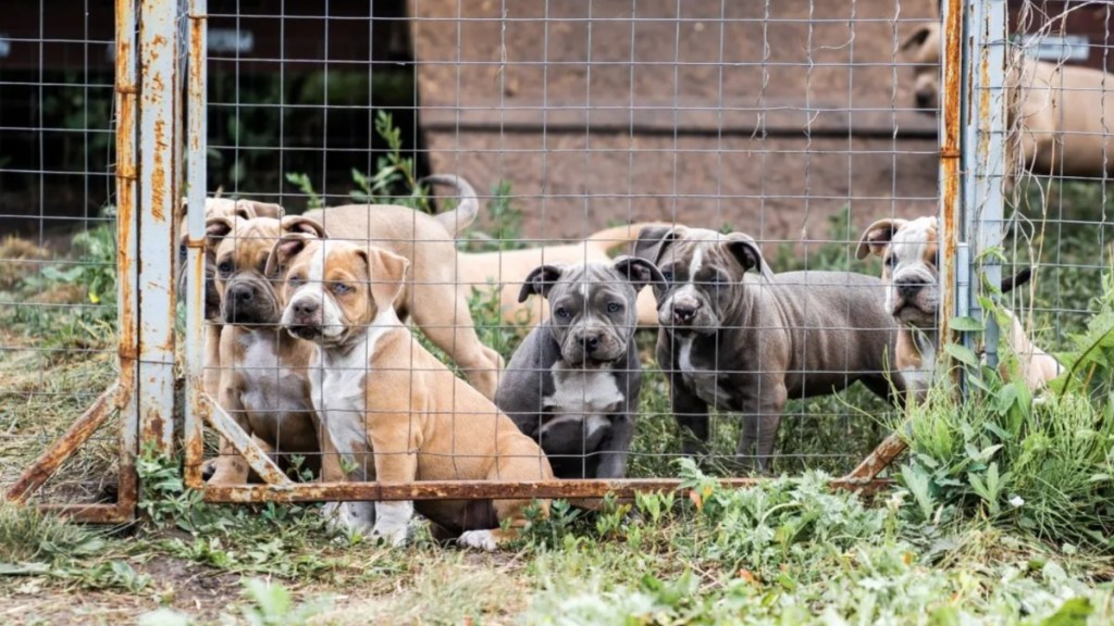 American Pit Bull puppies, like the 31 dogs discovered by the police at a D.C. home.