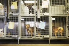 Dogs in cages at an animal shelter, an Oklahoma shelter dog was accidentally euthanized