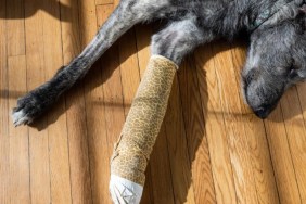 An injured dog lying on the floor with a bandage around their leg, like the Ohio dog pierced with shotgun pellets