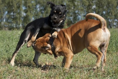 Dog-fighting ring