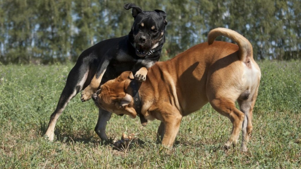 Dog-fighting ring