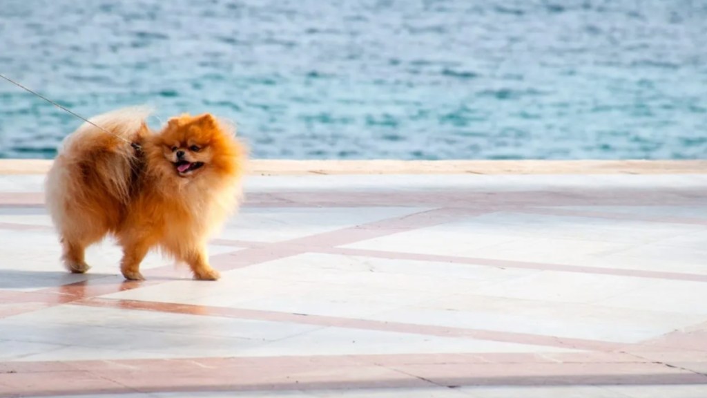 A brown, fluffy dog walking along a windy seafront, like the fluffy dog seen in the viral TikTok video