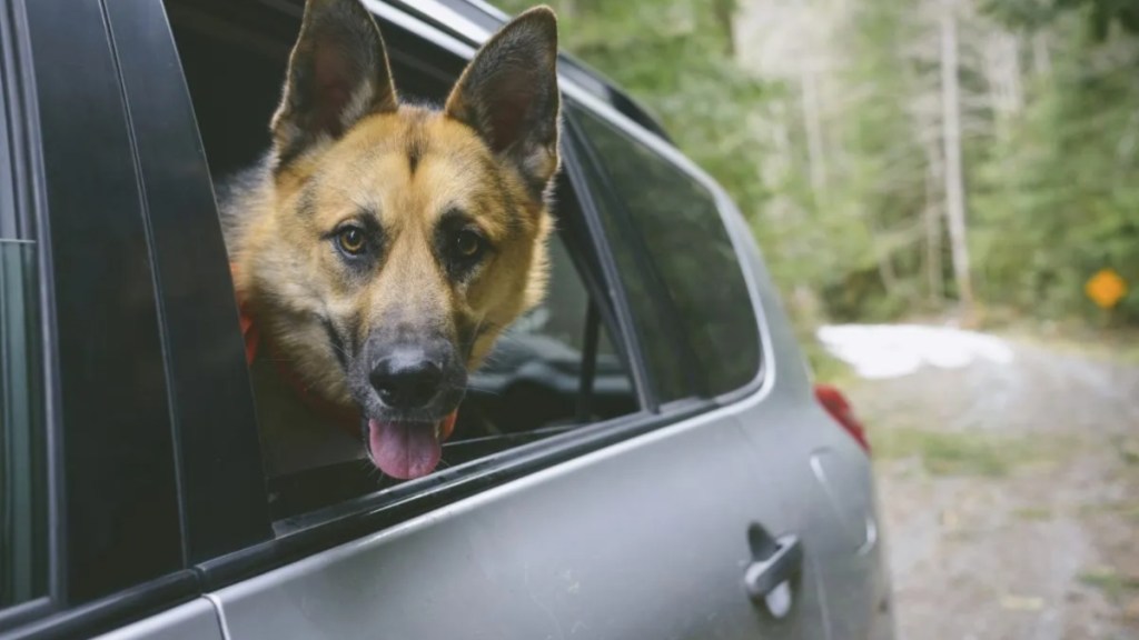 German Shepherd in the car, similar to the three German Shepherds getting in a stranger's car in Florida.