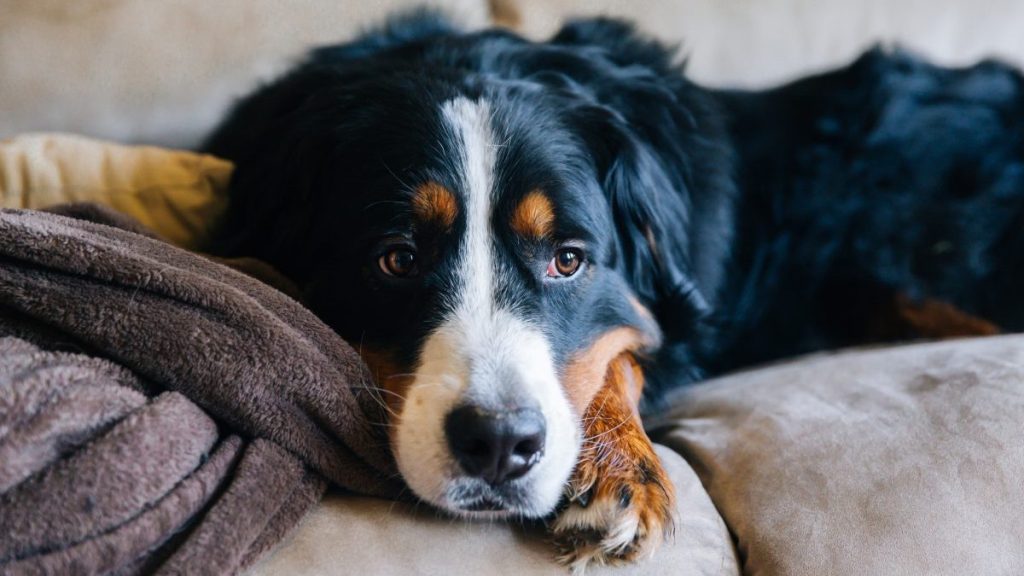 Bernese Mountain Dog, a breed with a high cancer risk, sitting sleepily on the couch.