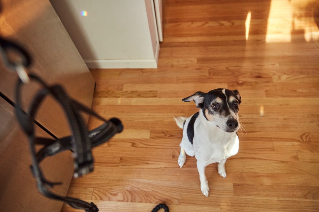 A dog looking at their owner in their home after they were lost or suffering from missing dog syndrome.