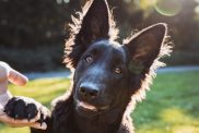 Young Belgian Shepherd dog, a highly intelligent breed, giving paw to his owner in a city park looking into the camera