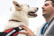 Man with disability and his potential psychiatric service dog providing assistance. Electric wheelchair user.