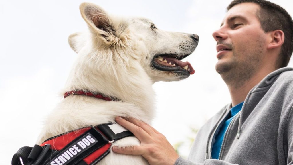 Man with disability and his potential psychiatric service dog providing assistance. Electric wheelchair user.