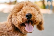 Cute close-up photo of a Labradoodle, a popular Poodle mix, in the public park on a sunny summer day.