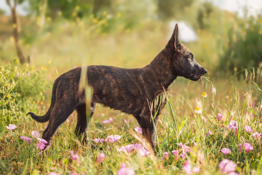 A brindled puppy of the breed playing in a field.