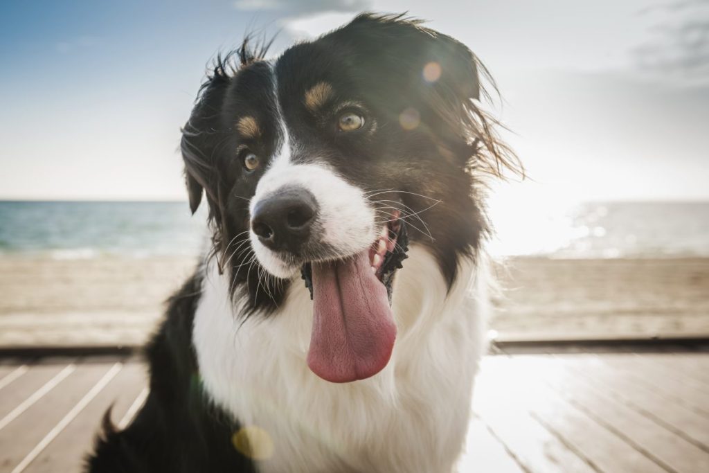 Stranger friendly dog on windy boardwalk