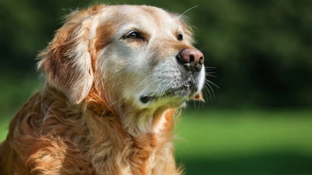 A senior Golden Retriever outdoors staring at something, like the Golden Retriever reunited with his owner after five years