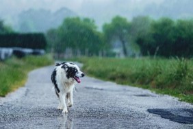 An abandoned dog in the rain, the Hawaii county resolution that seeks stricter penalties for negligent dog owners.