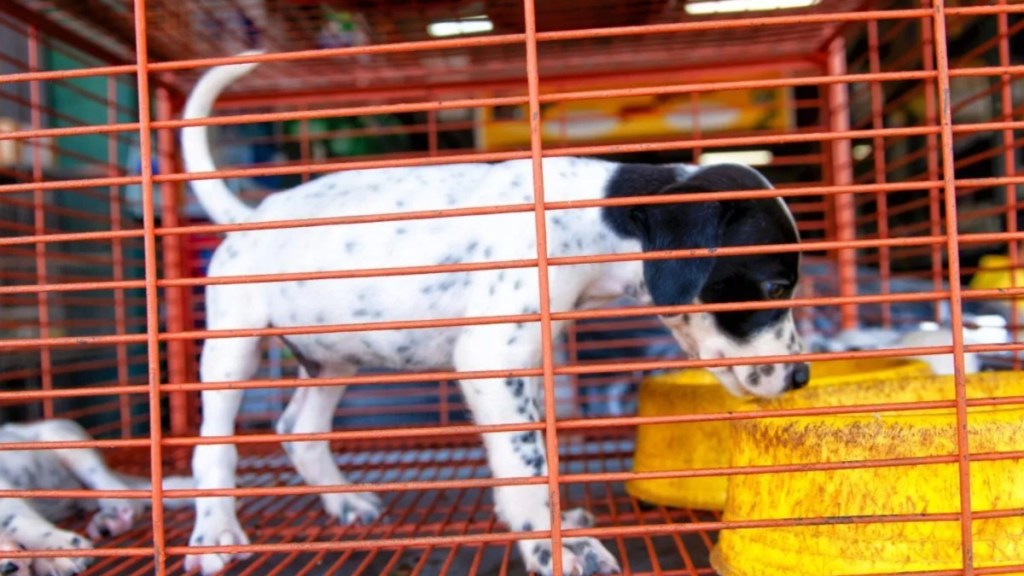 Indiana puppy mill