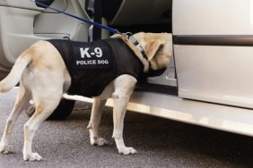 A K9 sniffing the inside of a car. Recently, a K9 found meth hidden in dog biscuit boxes.