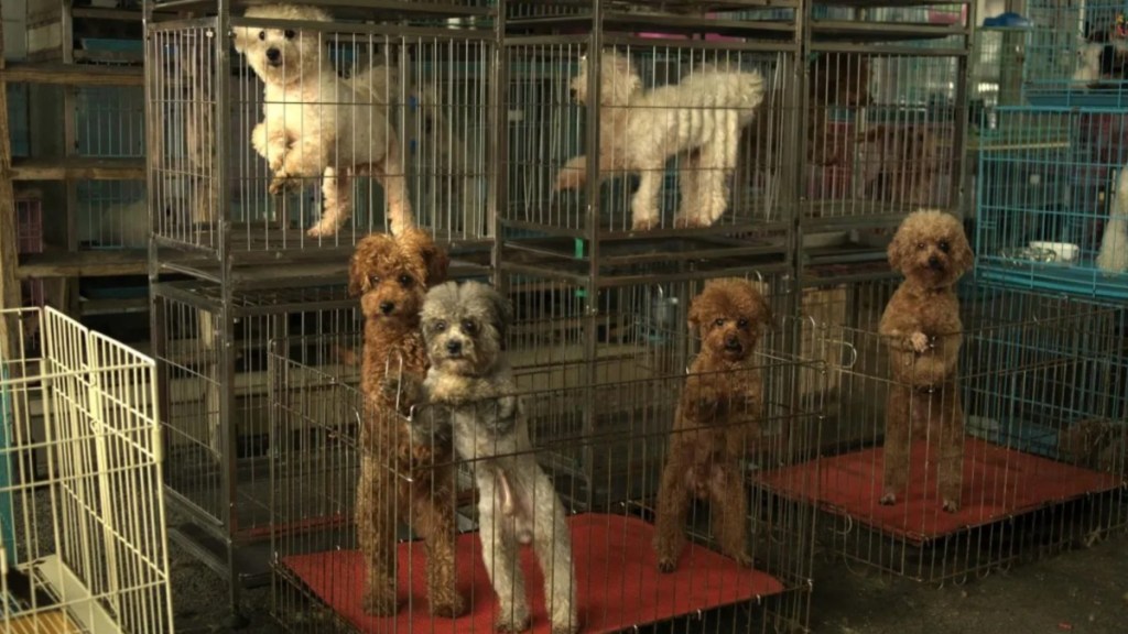 Dogs in cages, like the Ohio dog hoarding case in which dog adoption process is delayed.