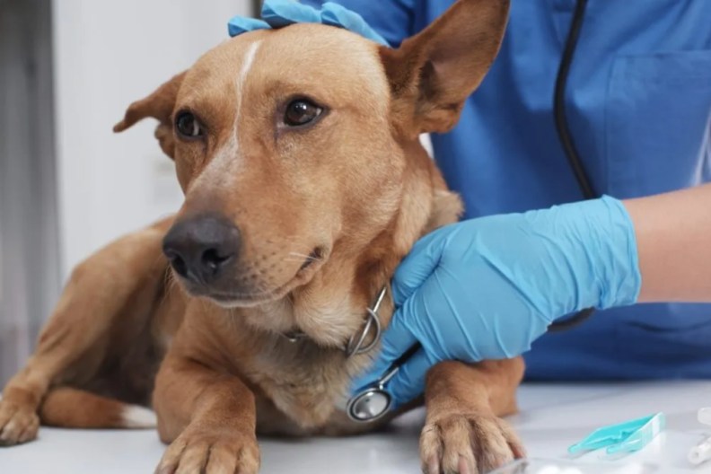 Canine parovirus found in Michigan dog.