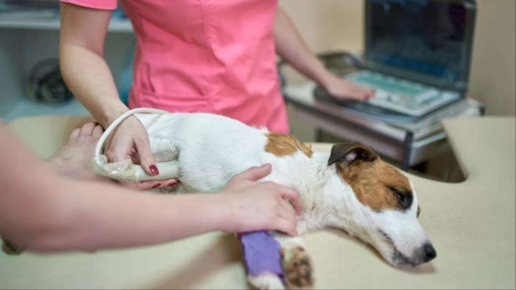 Dog lying on a table as veterinarian examines them, like the Phoenix dog set on fire