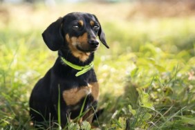 Puppy Bowl New Orleans Dachshund