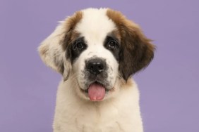 A Saint Bernard puppy looking at the camera with tongue sticking out, like the St. Bernard puppy who's gone viral on TikTok for her impressive size