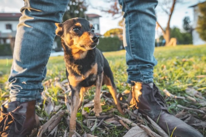 Stolen dog Wales