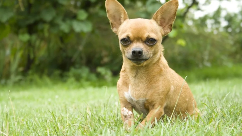 A brown Chihuahua sitting in a green field, a stranger kicked a dog in Upper West Side, New York