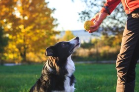 Pet owner playing with his Border Collie at a dog park.