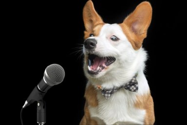 A dog singing on the mic, like the viral dog on Tiktok who sang to Taylor Swift's song, "my tears richochet."