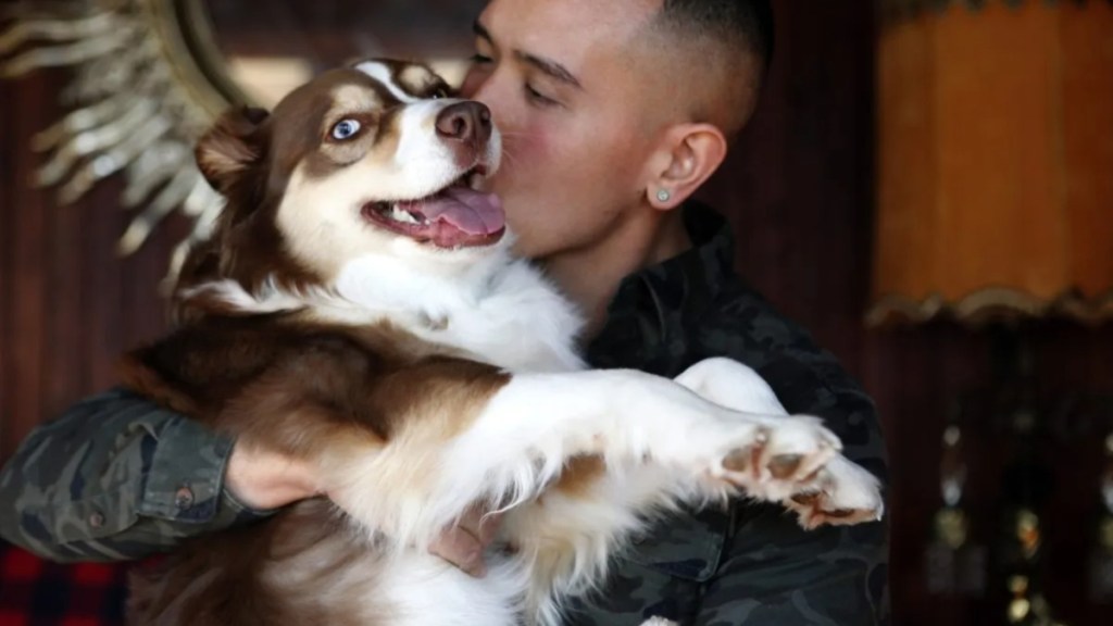 Australian Shepherd dog with a man, like the tourist who fell in love with a dog in North Carolina.