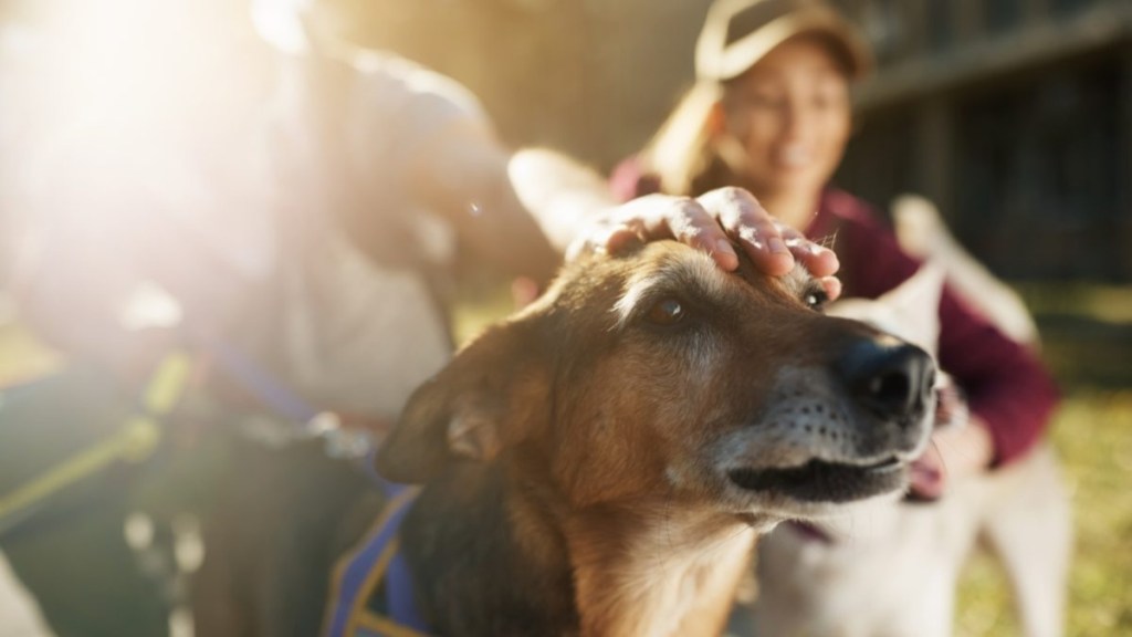 Close-up of mixed breed dog being pet by his dog walker.