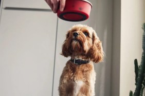 Woman feeding her pet dog food.