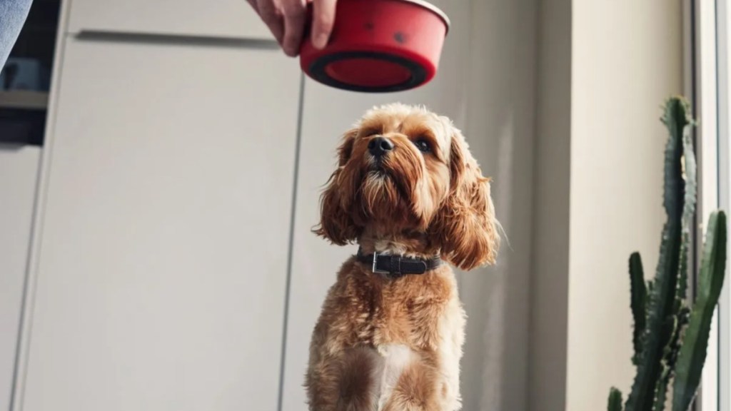 Woman feeding her pet dog food.