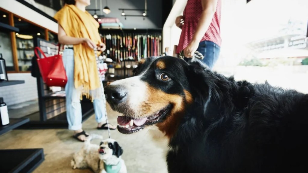 Dog waiting in pet store with owner.