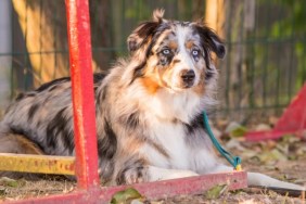 An Australian Shepherd sitting alone outdoors next to a red structure, like the abandoned Australian Shepherd dog rescued in Pennsylvania