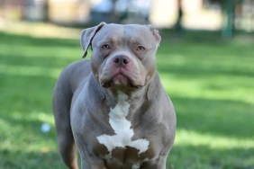 An American Bully dog standing in a field with grass, an abandoned dog with bite marks found in Preston, U.K.