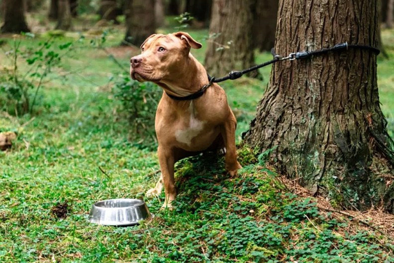 chained dog