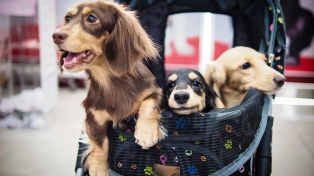 Three dogs in a stroller, many cities in the U.S. are choosing to have dogs over kids.