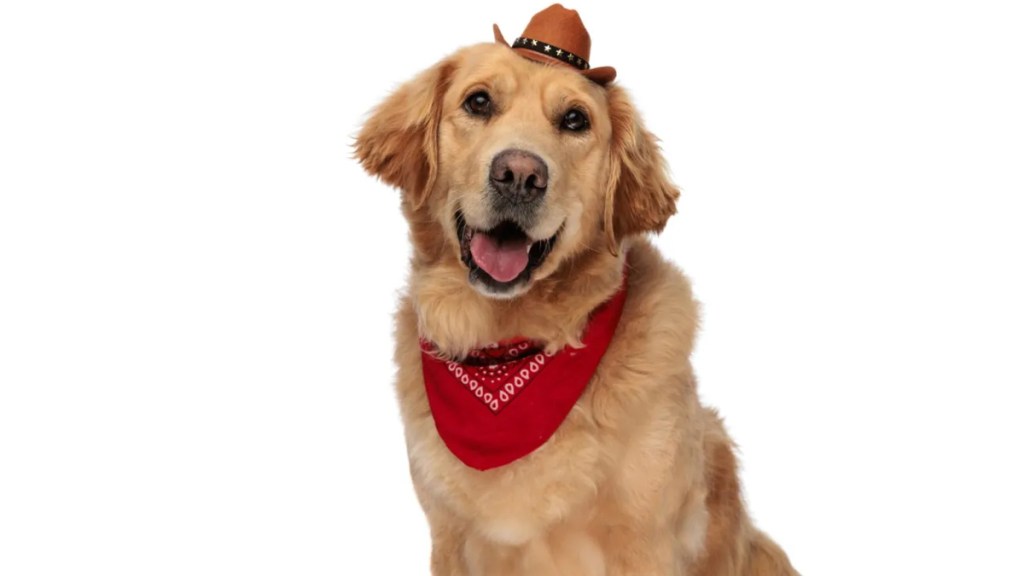 cowboy puppy