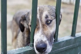 Dog at a shelter sticking out nose between the bars of a door, the California dog freed from a biscotti basket is now at a rescue awaiting adoption