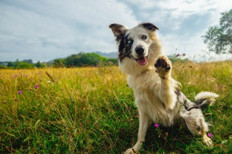 dog in anatomy of a fall