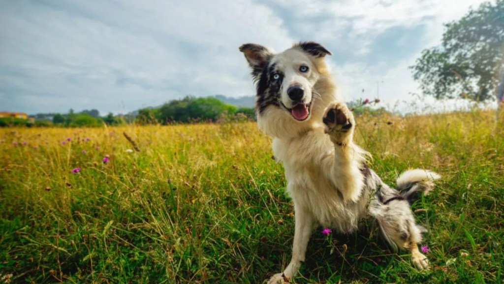 dog in anatomy of a fall