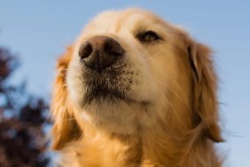 A Golden Retriever sniffing the air.