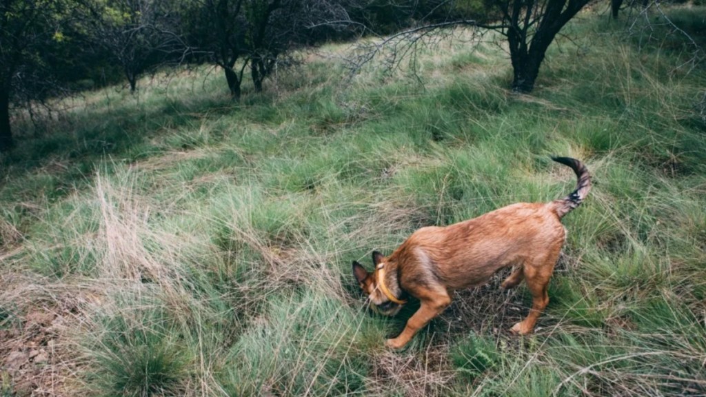 A dog smelling a hole in a wooded area, a Florids dog found skeletal remains in the woods