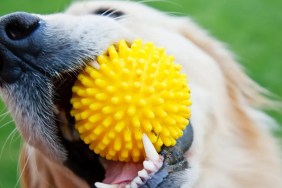 how many colors can dogs see