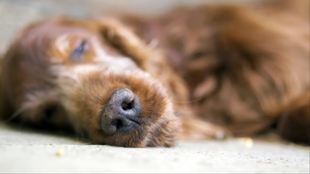 A dog sleeping, shelter dogs have been more euthanized than cats in 2023.