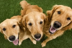 six golden retrievers