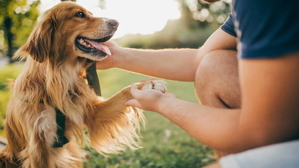 why do dogs put their paw on you