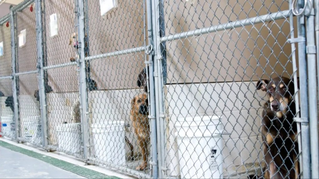 Shelter dogs in kennels awaiting adoption, 81 dogs arrived at a shelter in North Carolina within two days