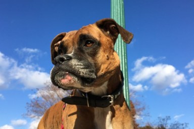 A Boxer dog, like the one who got lost at RDU airport after missing his flight with Alaskan Airlines.